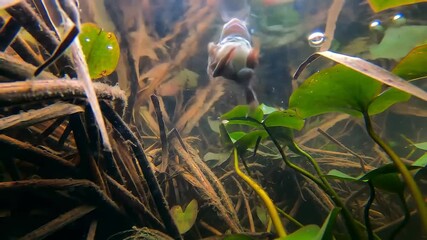 Tadpole swimming underwater with green lily pads and roots in pond environment.