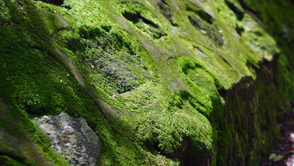 Vivid green moss covering an old stone wall, creating a lush natural texture
