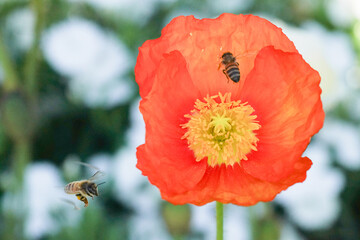 Bees Pollinating Bright Orange Poppy Flower in Bloom on a Sunny Spring Day

