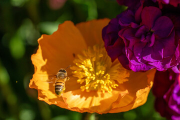 Bees Pollinating Bright Orange Poppy Flower in Bloom on a Sunny Spring Day
