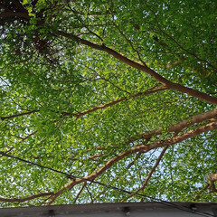 Too much green for a single day