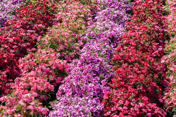Colorful Rows of Blooming Pink, Purple, and Red Flowers in a Vibrant Spring Garden
