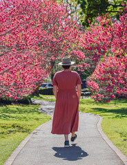 Woman in Coral Dress and Hat Walking Along Garden Path Lined with Vibrant Pink Blossoming Trees
