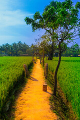 Obraz premium country road in the middle of paddy field kerala