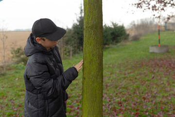 Young explorer investigates, Young individual studies tree surface with moss and rough bark,...