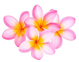 Firefly_Photo of Bauhinia flower Many blooming purpurea on a branch isolated on a transparent - Firefly_Photograph of beautiful pink frangipani flowers isolated on transparent background pn (3)
