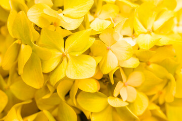 Yellow flowers close-up. Bouquet of colorful flowers. City flower beds, a beautiful and well-kept garden with flowering shrubs.