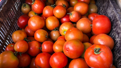 fresh ripe tomatoes piled in plastic crate at local vegetable market