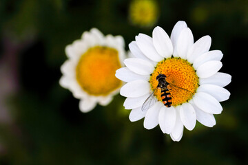 Hoverfly Resting on White Daisy Flower with Yellow Center in Blooming Garden

