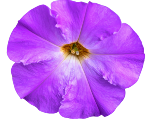 Firefly_Photo of Bauhinia flower Many blooming purpurea on a branch isolated on a transparent - Firefly_Isolated image of purple morning glory flower on png file at transparent background.  (4)