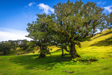 Stunning old laurel trees in the Fanal forest, Madeira Island