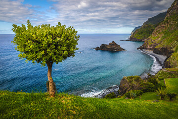 Lonely tree on the seaside slope, Madeira Island, Portugalia