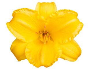 Firefly_Photo of Bauhinia flower Many blooming purpurea on a branch isolated on a transparent - Firefly_Isolated image of a blooming yellow flowering plant on a png file at transparent back