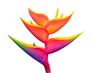 Firefly_Photo of Bauhinia flower Many blooming purpurea on a branch isolated on a transparent - Firefly_heliconia flower image isolated on a png file at transparent background