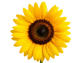 Fototapeta premium Firefly_Close-up image of beautiful blooming white flower isolated on transparent background - Firefly_Isolated image of a blooming sunflower on a png file at transparent background. (3)