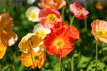 Colorful Iceland Poppies in Full Bloom with Vibrant Orange, Yellow, Pink, and White Petals
