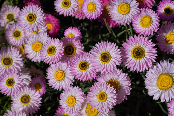 Everlasting Daisies in Bloom Featuring Pink, White, and Yellow Flowers in a Colorful Garden Display
