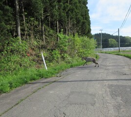 道路を横断する二ホンカモシカ