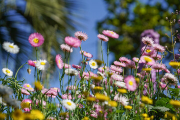 Everlasting Daisies in Bloom Featuring Pink, White, and Yellow Flowers in a Colorful Garden Display

