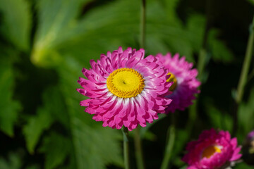 Everlasting Daisies in Bloom Featuring Pink, White, and Yellow Flowers in a Colorful Garden Display
