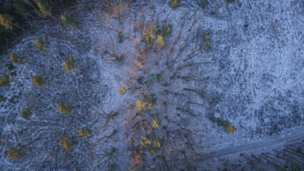 Aerial, drone view of a forest during winter after timber harvesting, showing forestry activities and sustainable forest management.
