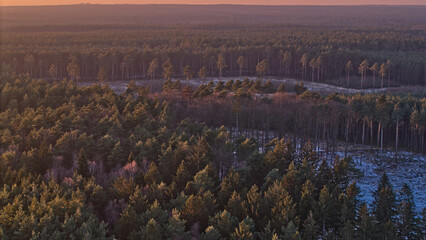 Aerial view of a coniferous forest after felling during winter, with trees left for reforestation, illustrating forest management, timber harvesting, and the timber trade. © Robert