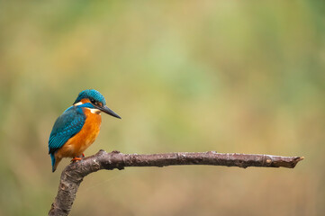 Martin-p&ecirc;cheur