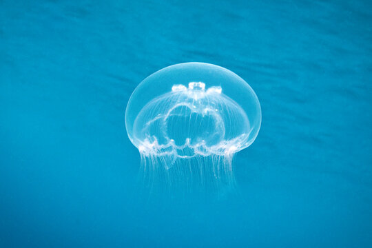 Jellyfish Aurelia aurita. Gentle beauty. Diving in Raja Ampat