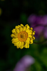 Everlasting Daisies in Bloom Featuring Pink, White, and Yellow Flowers in a Colorful Garden Display
