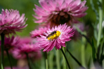 Everlasting Daisies in Bloom Featuring Pink, White, and Yellow Flowers in a Colorful Garden Display
