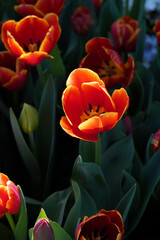Vibrant Red Tulips with Yellow Edges Blooming in Sunlight Against Dark Green Foliage
