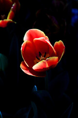 Vibrant Red Tulips with Yellow Edges Blooming in Sunlight Against Dark Green Foliage
