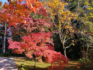 Beautiful red autumn cherry blossoms in a park in the rays of the sun against a blue sky