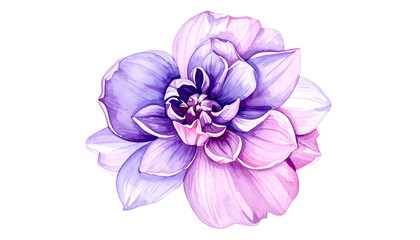 Fototapeta premium Watercolor rendering of a layered flower in shades of purple, pink, and white on black