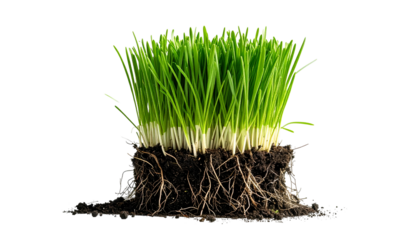 Lush green grass sprouting from dark earth with visible roots against a black backdrop