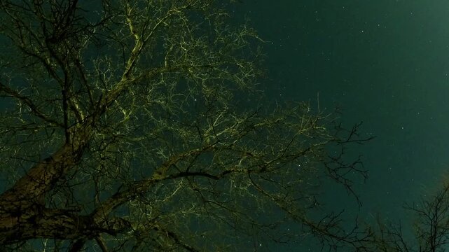 Night timelapse of a large leafless walnut tree under a starry turquoise and dark blue sky, filmed from a low angle with illuminated branches