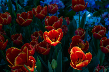 Vibrant Red Tulips with Yellow Edges Blooming in Sunlight Against Dark Green Foliage
