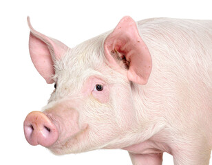 Pink domestic pig head in profile view. This farm animal showing its snout, eye, and ear. Transparent background