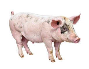Fototapeta premium Domestic pig standing in profile, illustrating livestock farming, meat production, and agriculture industry concepts