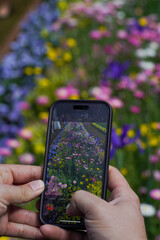 Person Taking a Photo of Colorful Flower Garden with Smartphone During Blooming Season
