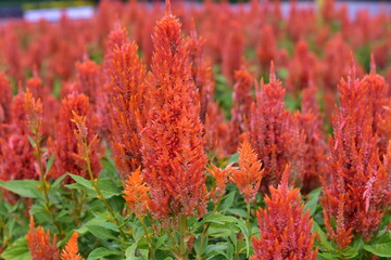 Cutter flower is a small shrub with flowers that bloom in clusters and have white petals. It is popularly grown as an ornamental plant and for cut flowers