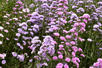 Astra perennia,Purple Cutter Flower
