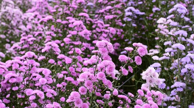 Astra perennia,Purple Cutter Flower