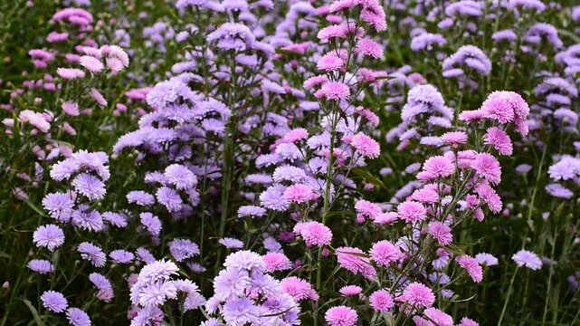 Astra perennia,Purple Cutter Flower