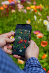 Person Taking a Photo of Colorful Flower Garden with Smartphone During Blooming Season
