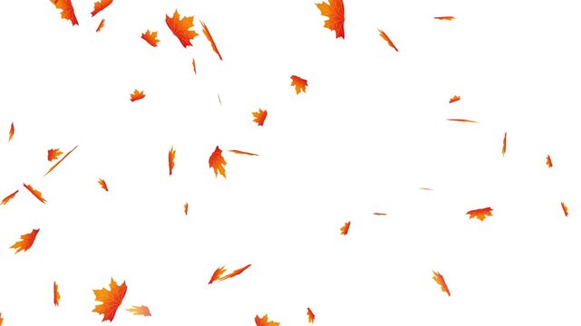 Falling autumn maple leaves on white backgrounds, Falling autumn maple leaves realistic. 2d animated Thanksgiving seasonal clip in flat style animation. 