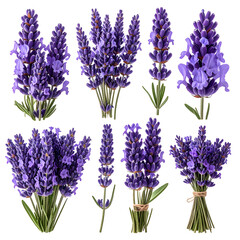 Obraz premium Eight detailed, clustered lavender sprigs with green stems and leaves, set against black