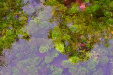 Nature with waterfall and stream, Clear shallow water with rocks and underwater vegetation visible, Bunch of moss in pond