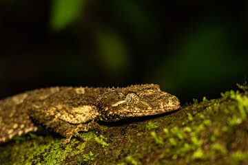 Camouflaged Leaf-Tailed Gecko Resting on Mossy Tree Branch in Tropical Forest at Night
