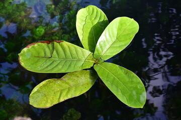 leaves floating on water surface,  leaf floating on a still water surface
